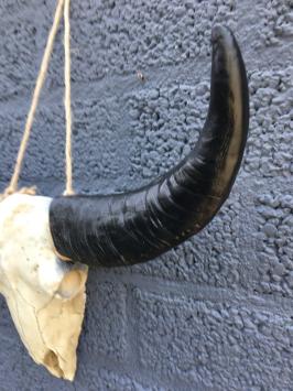 Schedel ivoor met zwarte horens, massief polystein.